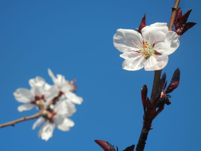 Prunus persica Davidii (2014, March 30)