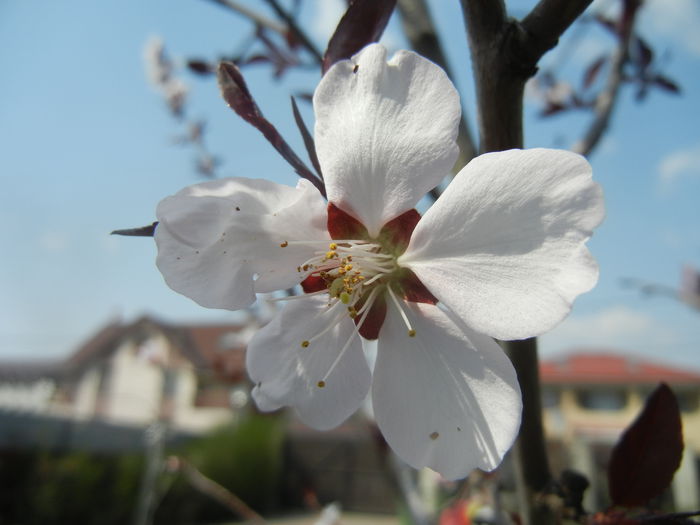 Prunus persica Davidii (2014, April 01)