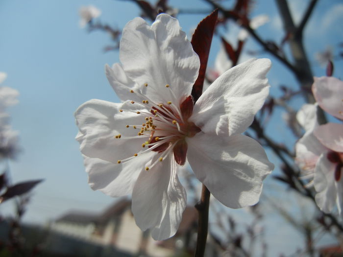 Prunus persica Davidii (2014, April 01) - Prunus persica Davidii