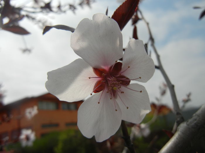 Prunus persica Davidii (2014, April 03) - Prunus persica Davidii