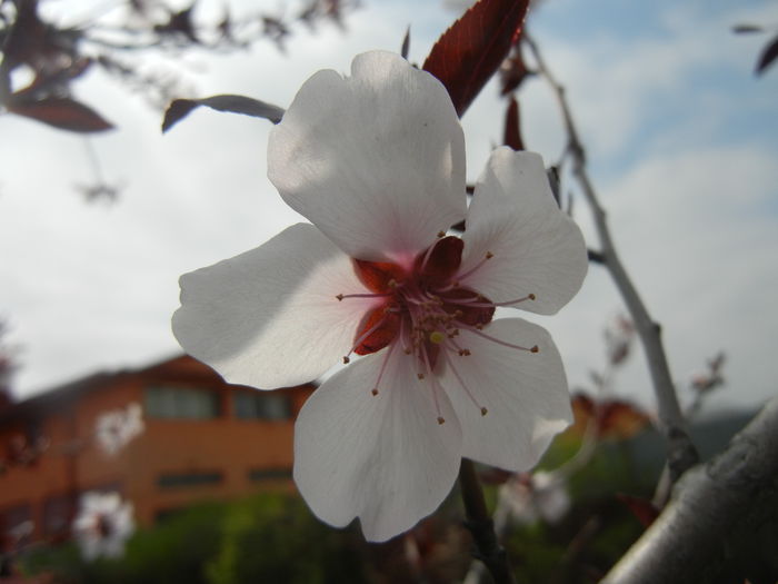 Prunus persica Davidii (2014, April 03)