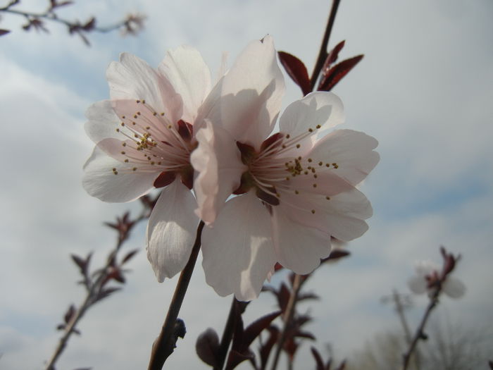 Prunus persica Davidii (2014, April 03) - Prunus persica Davidii