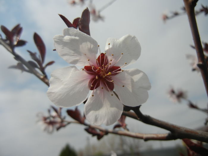 Prunus persica Davidii (2014, April 03)