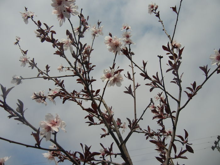 Prunus persica Davidii (2014, April 03)