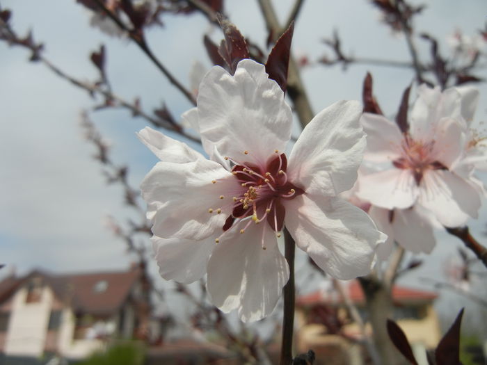 Prunus persica Davidii (2014, April 03)