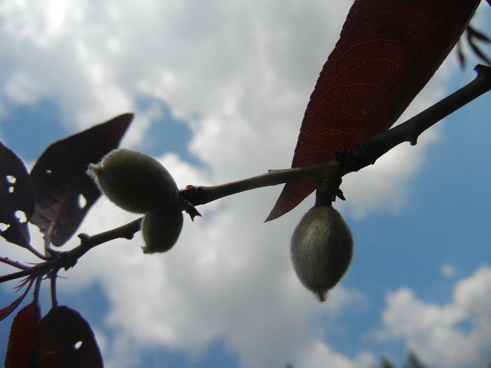 Prunus persica Davidii (2014, May 02)