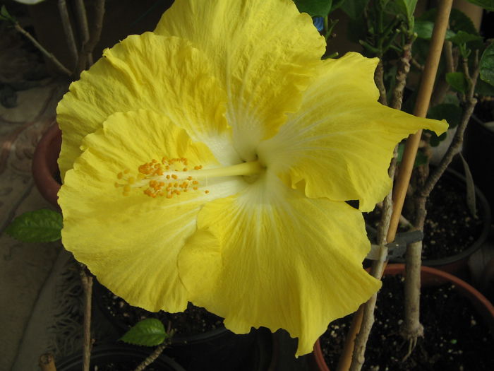 IMG_1287 - Hibiscus 2