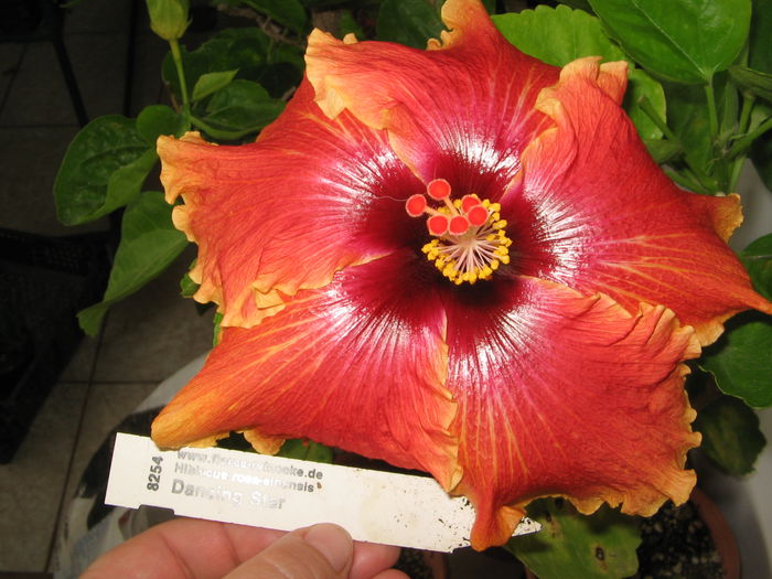 IMG_1290 - Hibiscus 2