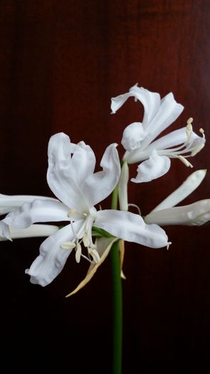 20141010_145427 - Amaryllis 2014