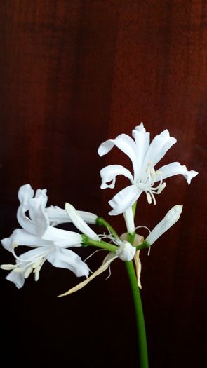 20141010_145325 - Amaryllis 2014