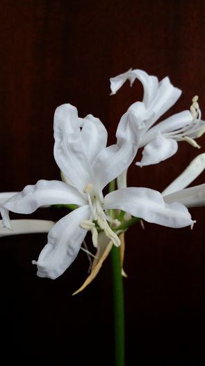 20141010_145302 - Amaryllis 2014