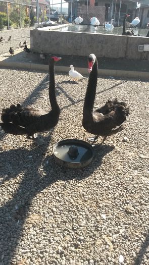 In Vizita la Dom---- Dan