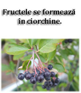 furt - ARONIA