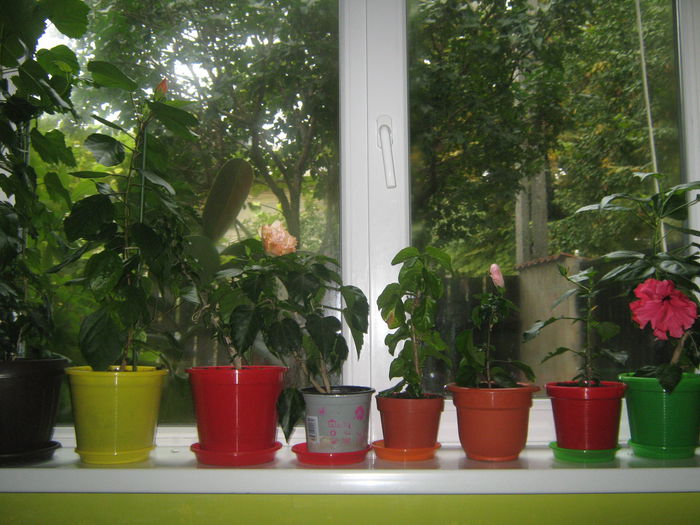 Picture My plants 1602 - Sfarsit de semptembrie-2014