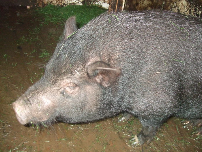 DSCF9289 - Porci vietnamezi