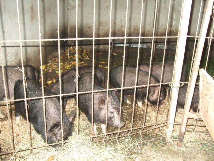 DSCF9250 - Porci vietnamezi