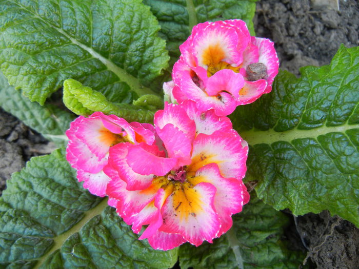 Double Primula, Pink (2014, March 16) - PRIMULA Double