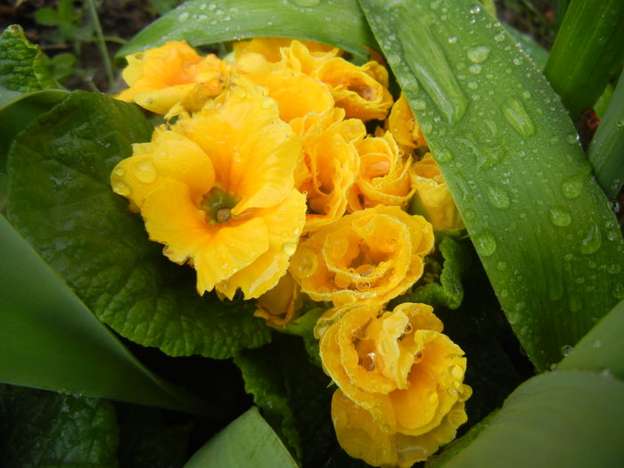 Double Primula, Yellow (2014, March 26) - PRIMULA Double