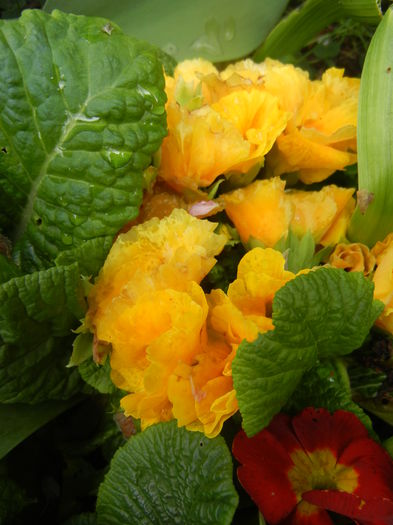 Double Primula, Yellow (2014, April 13) - PRIMULA Double