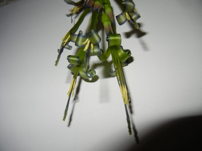 Billbergia nutans (2014, March 08) - Billbergia nutans