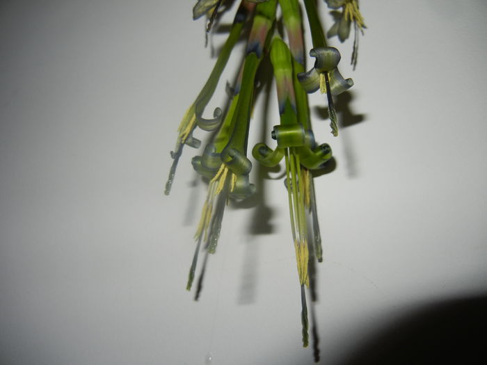 Billbergia nutans (2014, March 08)