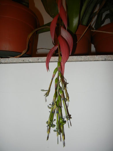 Billbergia nutans (2014, March 08) - Billbergia nutans