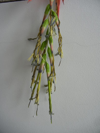 Billbergia nutans (2014, March 11)