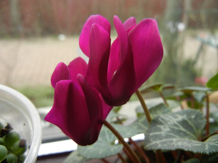 Cyclamen (2014, March 11) - Cyclamen