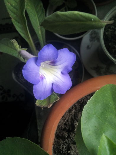 streptocarpus - florile mele