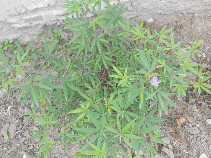 vitex agnus castus - octombrie 2014