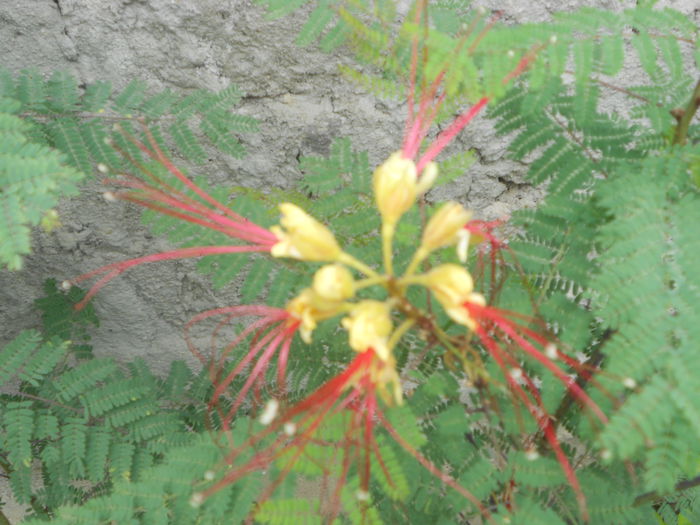 caesalpinia giliesii - octombrie 2014