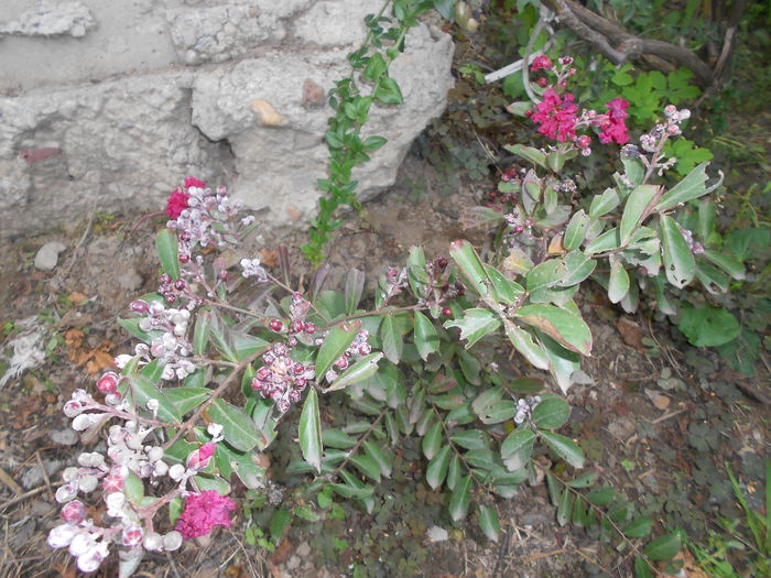 lagerstroemia indica cam atacata de fainare - octombrie 2014