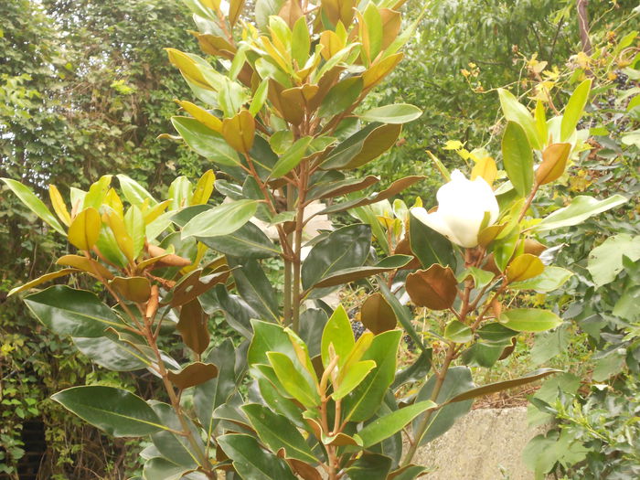 magnolia grandiflora in floare inca