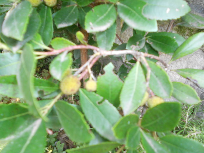arbustus unedo fructe - octombrie 2014