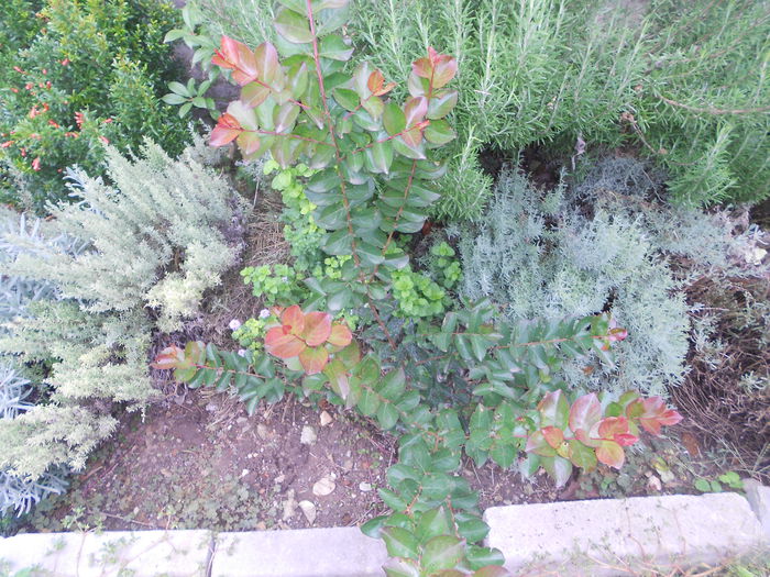 lagerstroemia indica dynamite(rosu aprins)