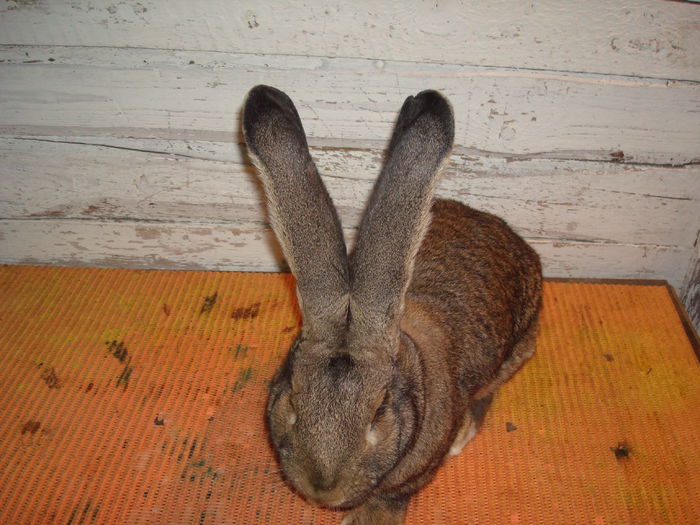 Mascul 3 - F158 34120; Mama 97 pct Germania - Ewald Kremer
