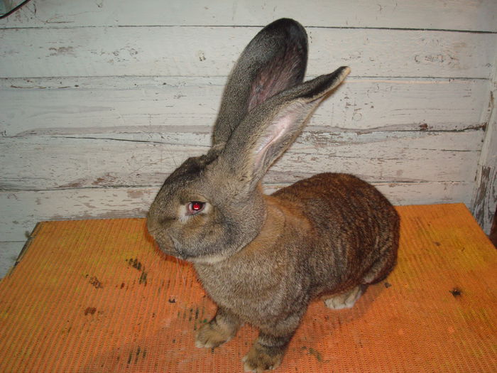 Mascul 3 - F158 34120; 7,320 kg ( 7 luni )
