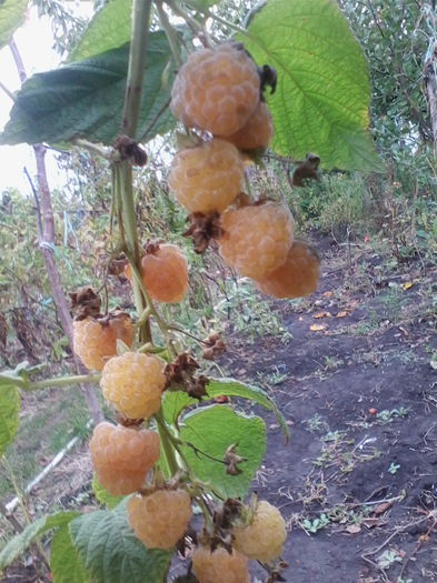 zmeur galben-10 oct. - a-a POMI SI ARBUSTI FRUCTIFERI-2014