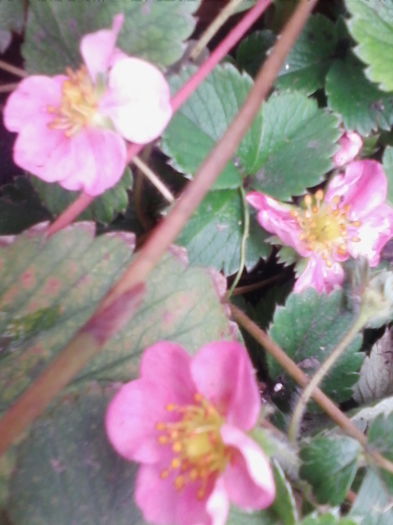 fragi cu floare roz - a-a POMI SI ARBUSTI FRUCTIFERI-2014