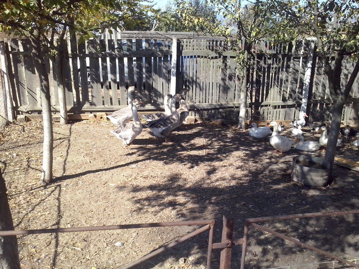 CAM02068 - Arhiva 2014 GASTE SI RATE