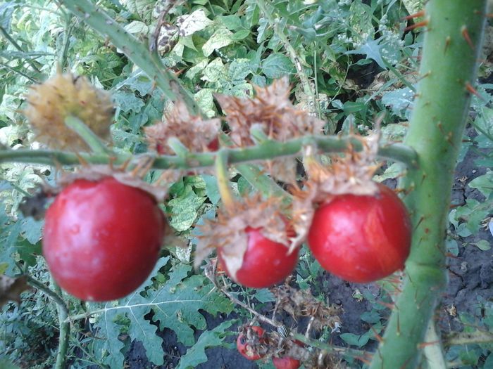  - SEMINTE LITSCHI TOMATE - T 295 SOLANUM SISYMBRIFOLIUM