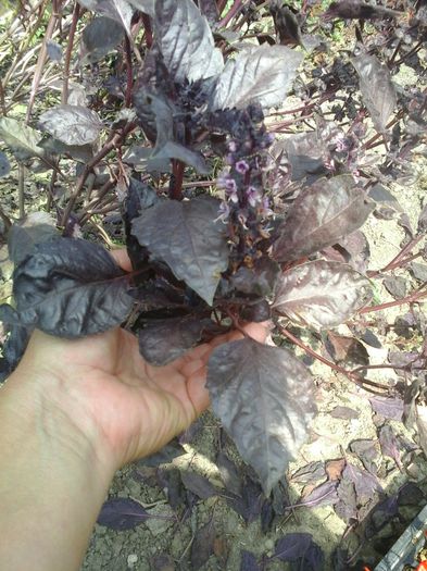  - SEMINTE BUSUIOC MOV SAU ROSU - DARK OPAL