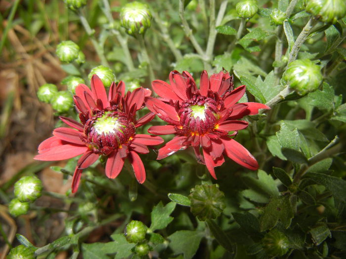 Red Chrysanthemum (2014, Sep.12) - Red Chrysanthemum