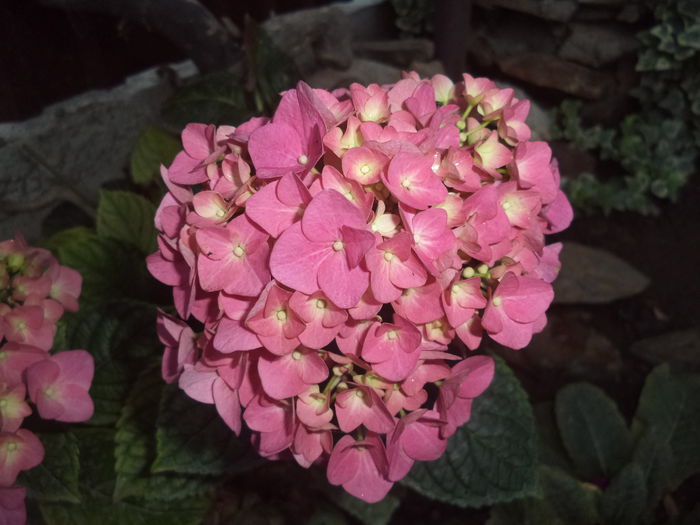 HORTENSIA