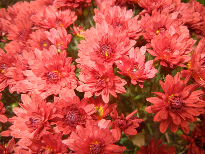 Red Chrysanthemum (2014, Oct.09) - Red Chrysanthemum