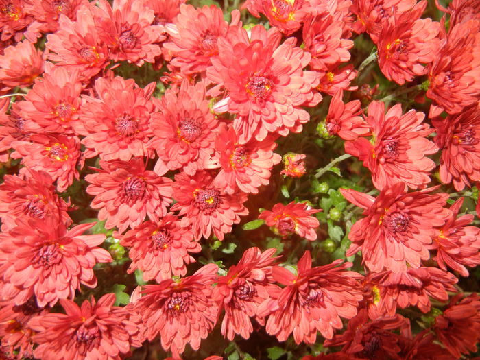 Red Chrysanthemum (2014, Oct.09) - Red Chrysanthemum