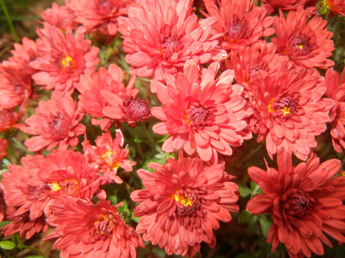 Red Chrysanthemum (2014, Oct.09)