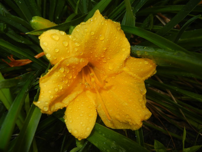 Hemerocallis Stella de Oro (2014, Sep.15) - Hemerocallis Stella de Oro