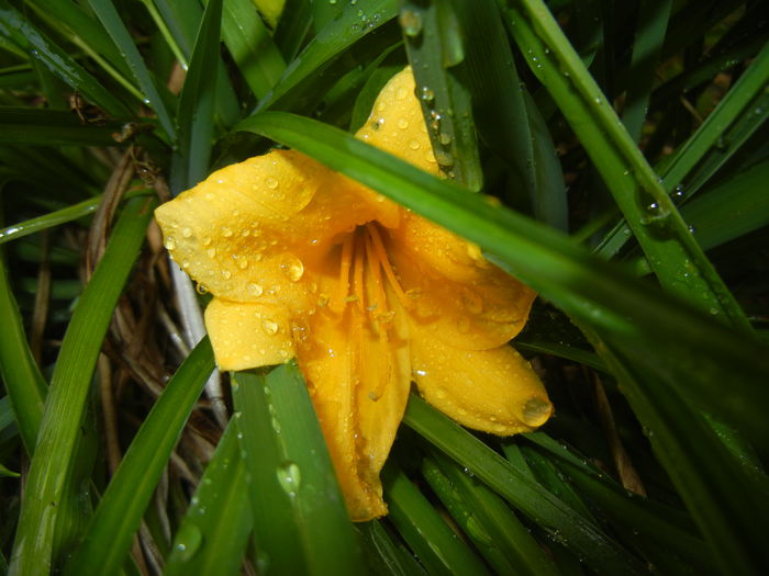 Hemerocallis Stella de Oro (2014, Sep.15) - Hemerocallis Stella de Oro
