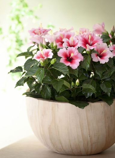 adelaparvu.com-despre-trandafirul-japonez-trandafirul-chinezesc-Hibiscus-text-Carli-Marian-Foto-Flor - hibiscus -trandafir japonez